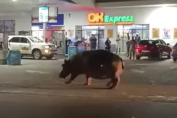 Jachtluipaard vreet uit de mond van een krokodil