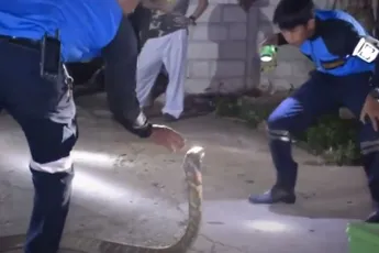 King Cobra bij de nek pakken in Trang
