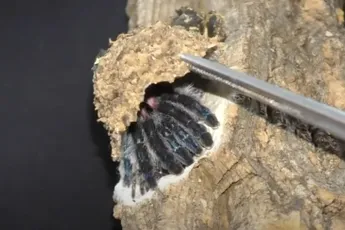 Ook achtpotige nope blijft lekker binnen met de kindertjes