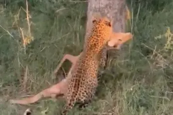 Jachtluipaard zoekt het hogerop voor rustige maaltijd