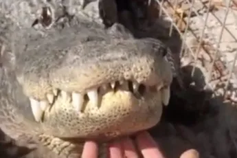 Onderschat bokser in rolstoel maar niet