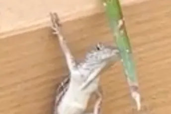 Hagedis is misschien wel coolste beestje uit het dierenrijk