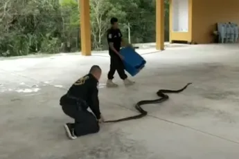 4 meter lange King Cobra is nog best een spannende onderneming