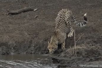 Hoe een krokodil een jachtluipaard te pakken neemt