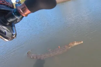 James sloeg een 2,5 meter lange zoutwaterkrokodil aan de haak