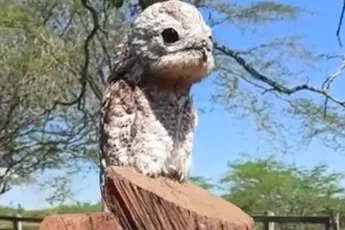 Thaise dame heeft niet door dat er een mega King Cobra door de kamer kruipt