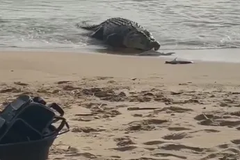 Australië, waar een meter of 4 aan zoutwaterkrokodil je haaitjes komt stelen