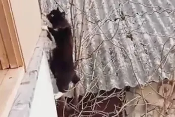  Niet al te slimme kat heeft wel doorzettingsvermogen