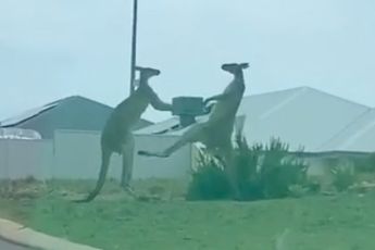 Knokkende kangoeroes laten er geen gras over groeien