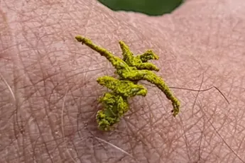 Eucyclodes Caterpillar is zo goed als onvindbaar in de Australische natuur