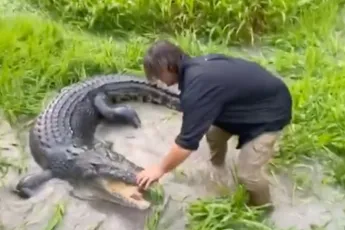 Matt checkt even hoe het met een zoutwaterkrokodil is