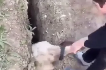 Jochie is redder voor schaap, schaap nog een beetje in de war