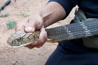 Slangenvangers ingezet na ontdekken van parende King Cobra’s onder het bed