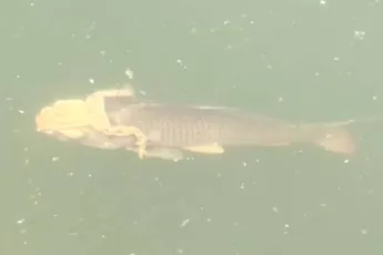 Kikker heeft er allemaal geen kracht meer voor