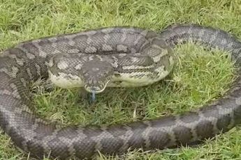 Enorme python heeft even geen zin in slangenvanger