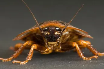 Weet je eigenlijk hoe kakkerlakken het doen?