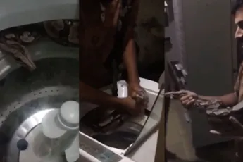Dikke twee meter lange Boa in de wasmachine