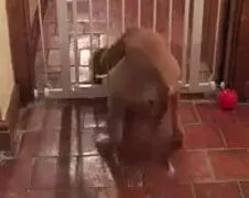 Hondenhek met kattenluik? Challenge accepted!