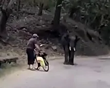 Olifant haalt geintje uit met muts op fiets