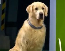 Golden Retriever gaat vast niet door naar de finale