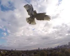 Havik pakt drone aan