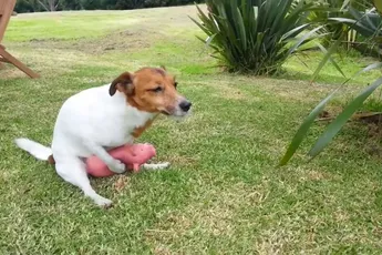 Jack Russell doet varkentje wiepen