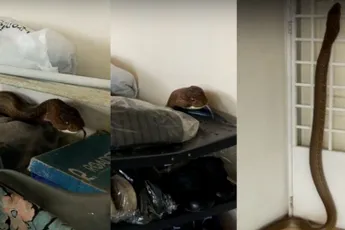 King Cobra neemt huis over in Maleisië