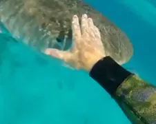 Tijgerhaai wegduwen met Mark Healey