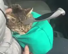 Mr Zelyoniy overleefd aanslag op een van zijn 9 levens