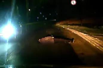 Panja en pissen op een openbare weg