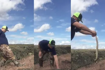 Hoe je een ratelslang moet killen