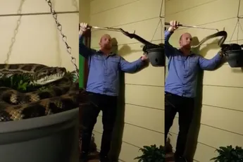 Het werk van slangenvanger Stu is tenminste niet saai