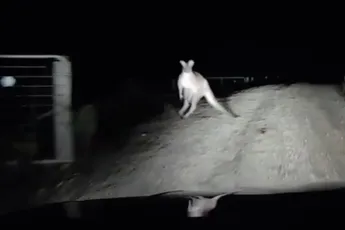 Kangoeroe gaat direct over op road rage na bijna aanrijding