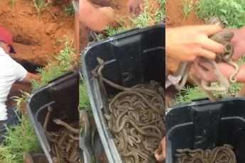 Cor de slangenvanger haalt mega nest met pythons leeg