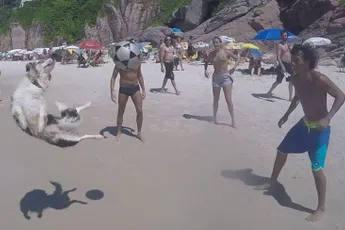 Hond Scotch kan aardig hooghouden