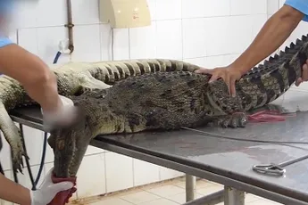 Afgeven van Krokodillenleren tasje of schoenen voor krokodil  geen pretje...