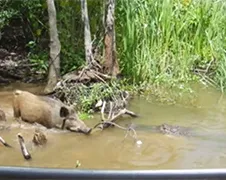 Alligator pakt varken in moeras New Orleans