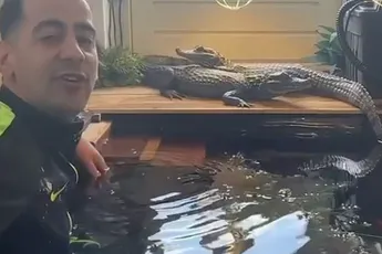 Anders ga je in je trainingspak toch badderen met je krokodillen...