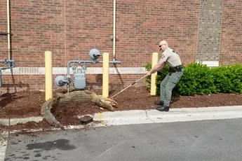 Animal Control in North Carolina ingeschakeld om Alligator te vangen