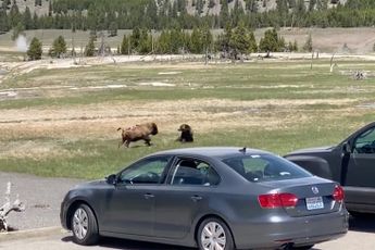 Beer heeft bizon op het menu staan in Yellowstone National Park