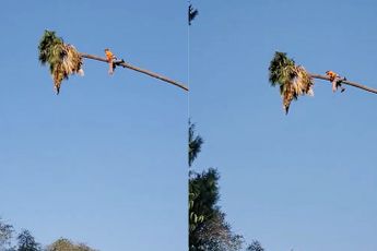 Boombezorger in Californië houdt van spanning tijdens snoeien palmboom
