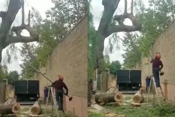 Boomverzorger kopt tak met zijn gezicht