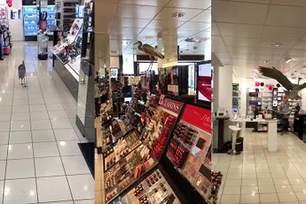 Brutale reiger in Gouda wil ook weleens lekker ruiken