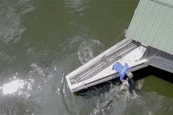 Brute drone beelden van voeren van krokodillen in Florida