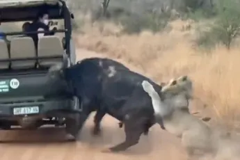 Buffel ramt safari jeep en kan zo eventjes ontsnappen aan leeuwen