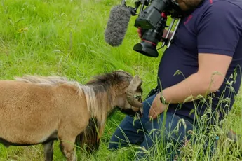 Cameraman BBC krijgt een pijnlijke ervaring met een schaap cadeau