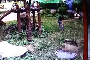 Chinees springt in Pandaverblijf om panda van dichtbij te bekijken