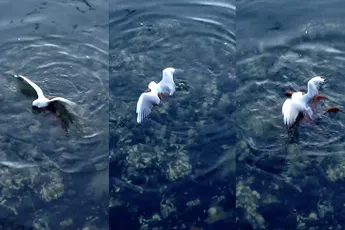 Dat zie je ook niet vaak: Octopus vangt meeuw