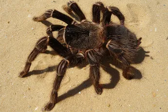 Dikke vette NOPE: Man vindt vogelspin in bakje druiven van AH in Arnhem