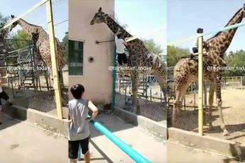 Dronken idioot maakt ritje op rug van giraffe in dierentuin in Kazachstan